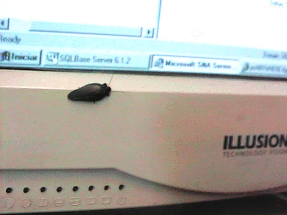 Bug20001.gif (143685 bytes)